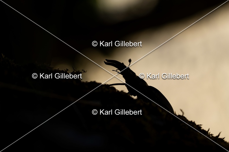 Karl-Gillebert-lucane-cerf-volant-lucanus-cervus-6250.jpg