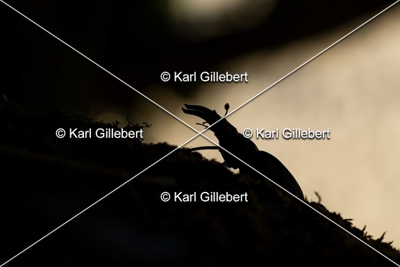 Karl-Gillebert-lucane-cerf-volant-lucanus-cervus-6250