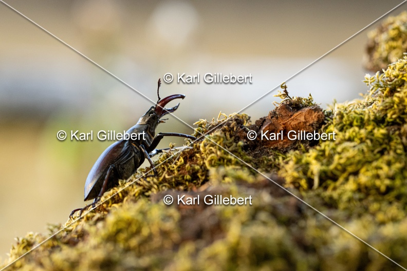 Karl-Gillebert-lucane-cerf-volant-lucanus-cervus-6430.jpg