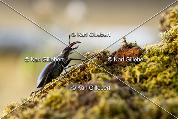 Karl-Gillebert-lucane-cerf-volant-lucanus-cervus-6430