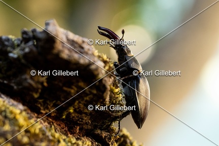 Karl-Gillebert-lucane-cerf-volant-lucanus-cervus-6597