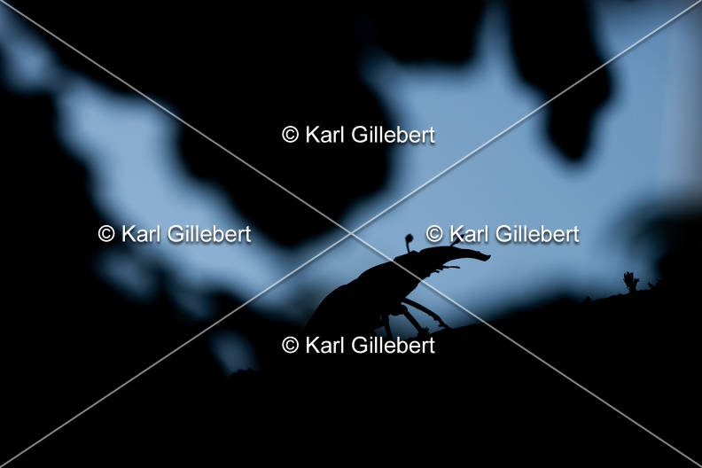 Karl-Gillebert-lucane-cerf-volant-lucanus-cervus-6739.jpg