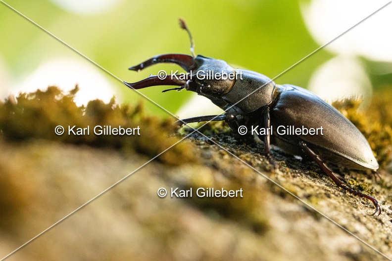 Karl-Gillebert-lucane-cerf-volant-lucanus-cervus-6846.jpg