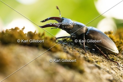 Karl-Gillebert-lucane-cerf-volant-lucanus-cervus-6846