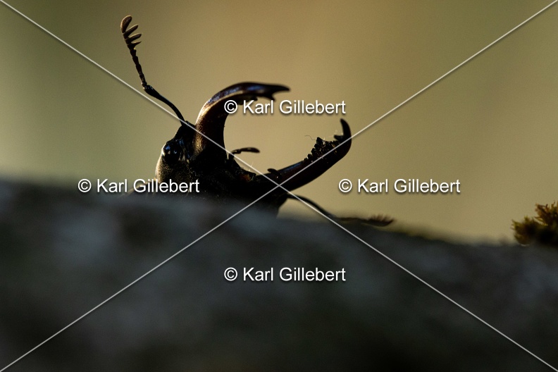 Karl-Gillebert-lucane-cerf-volant-lucanus-cervus-6874.jpg