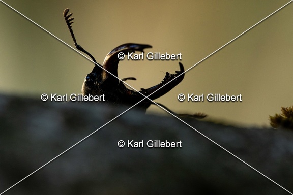 Karl-Gillebert-lucane-cerf-volant-lucanus-cervus-6874