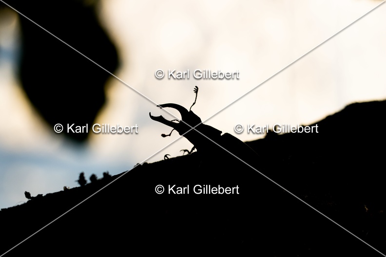 Karl-Gillebert-lucane-cerf-volant-lucanus-cervus-6923.jpg