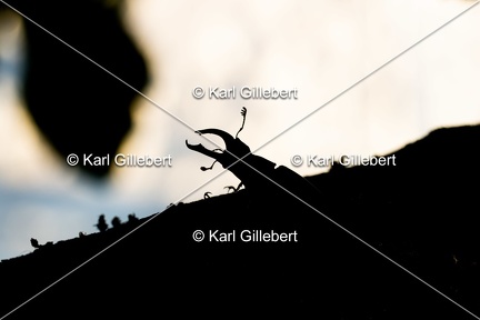 Karl-Gillebert-lucane-cerf-volant-lucanus-cervus-6923