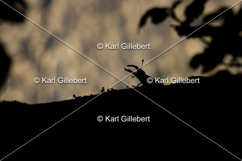 Karl-Gillebert-lucane-cerf-volant-lucanus-cervus-6926.jpg