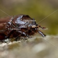 Karl-Gillebert-scarabee-rhinoceros-europeen-oryctes-nasicornis-6994