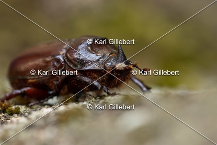 Karl-Gillebert-scarabee-rhinoceros-europeen-oryctes-nasicornis-6994