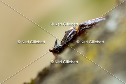 Karl-Gillebert-scarabee-rhinoceros-europeen-oryctes-nasicornis-6999