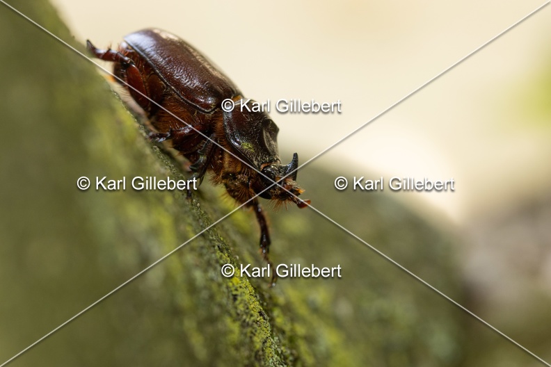 Karl-Gillebert-scarabee-rhinoceros-europeen-oryctes-nasicornis-7008