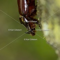 Karl-Gillebert-scarabee-rhinoceros-europeen-oryctes-nasicornis-7021