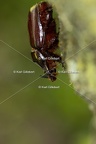 Karl-Gillebert-scarabee-rhinoceros-europeen-oryctes-nasicornis-7021