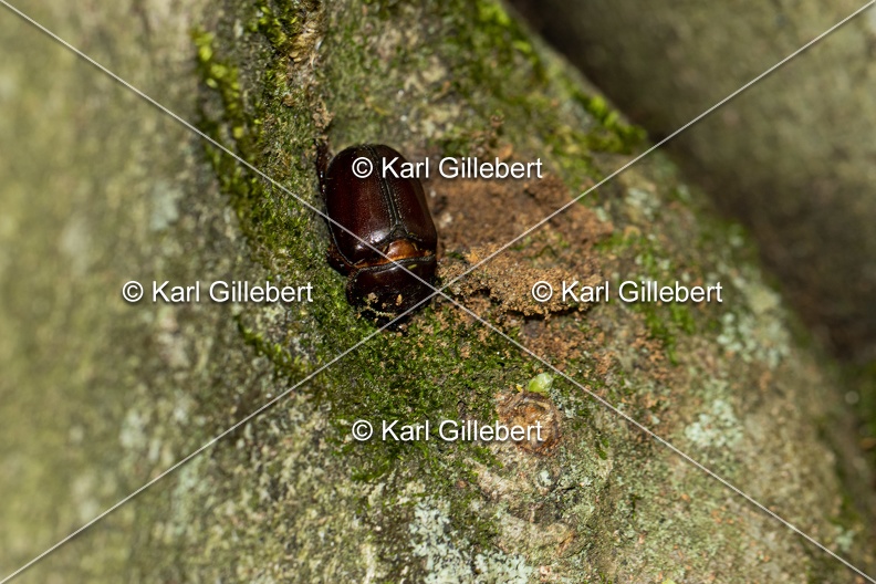Karl-Gillebert-scarabee-rhinoceros-europeen-oryctes-nasicornis-7038.jpg