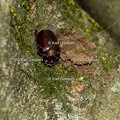 Karl-Gillebert-scarabee-rhinoceros-europeen-oryctes-nasicornis-7038