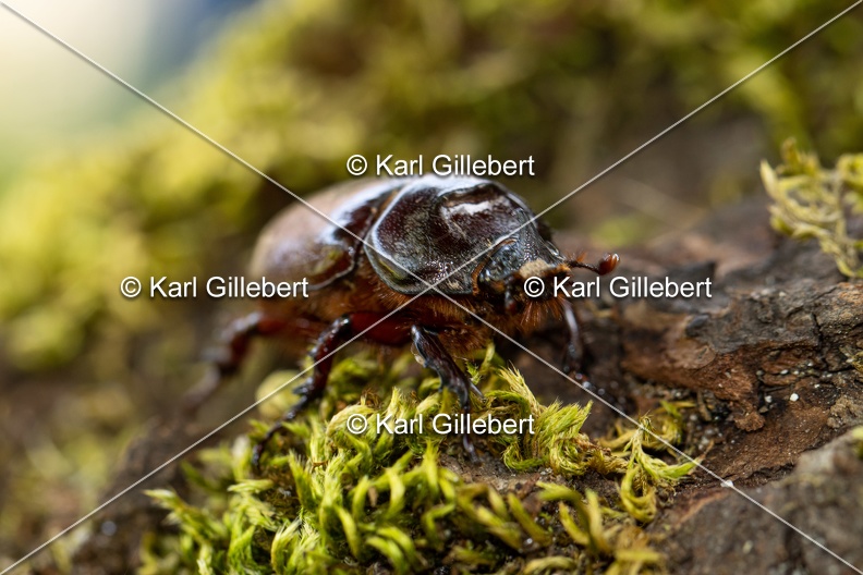 Karl-Gillebert-scarabee-rhinoceros-europeen-oryctes-nasicornis-6965.jpg