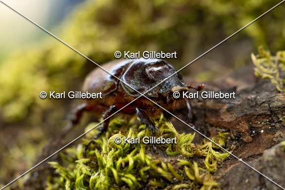 Karl-Gillebert-scarabee-rhinoceros-europeen-oryctes-nasicornis-6965