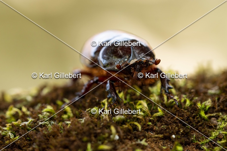 Karl-Gillebert-scarabee-rhinoceros-europeen-oryctes-nasicornis-6971.jpg