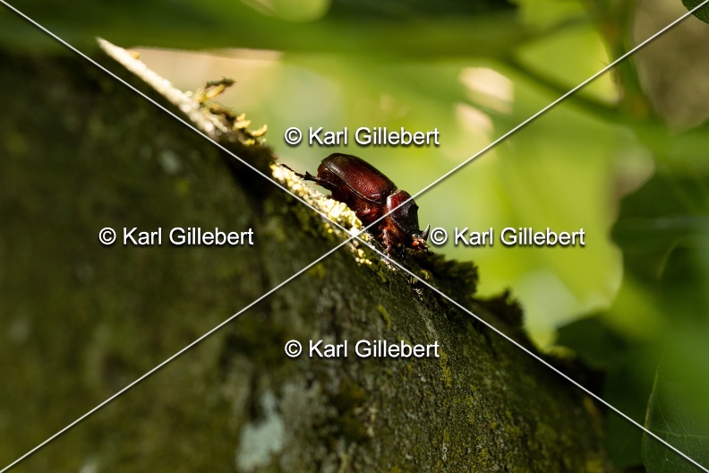 Karl-Gillebert-scarabee-rhinoceros-europeen-oryctes-nasicornis-6978.jpg