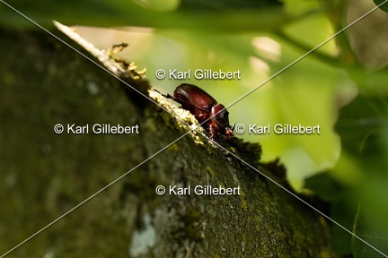 Karl-Gillebert-scarabee-rhinoceros-europeen-oryctes-nasicornis-6978