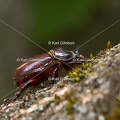 Karl-Gillebert-scarabee-rhinoceros-europeen-oryctes-nasicornis-6982