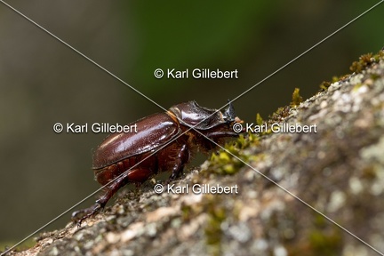 Karl-Gillebert-scarabee-rhinoceros-europeen-oryctes-nasicornis-6982