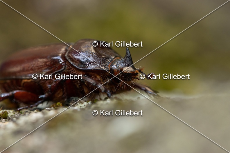 Karl-Gillebert-scarabee-rhinoceros-europeen-oryctes-nasicornis-6993.jpg