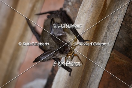 Karl-Gillebert-oreillard-gris-plecotus-austriacus-1021