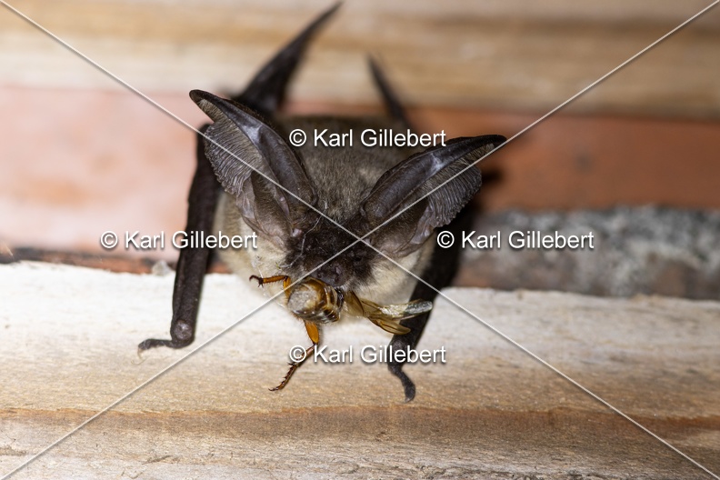 Karl-Gillebert-oreillard-gris-plecotus-austriacus-1025