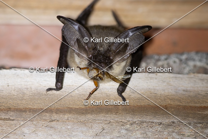 Karl-Gillebert-oreillard-gris-plecotus-austriacus-1028.jpg