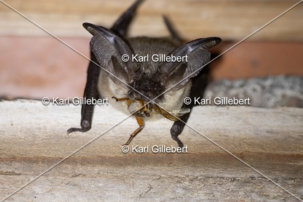 Karl-Gillebert-oreillard-gris-plecotus-austriacus-1028