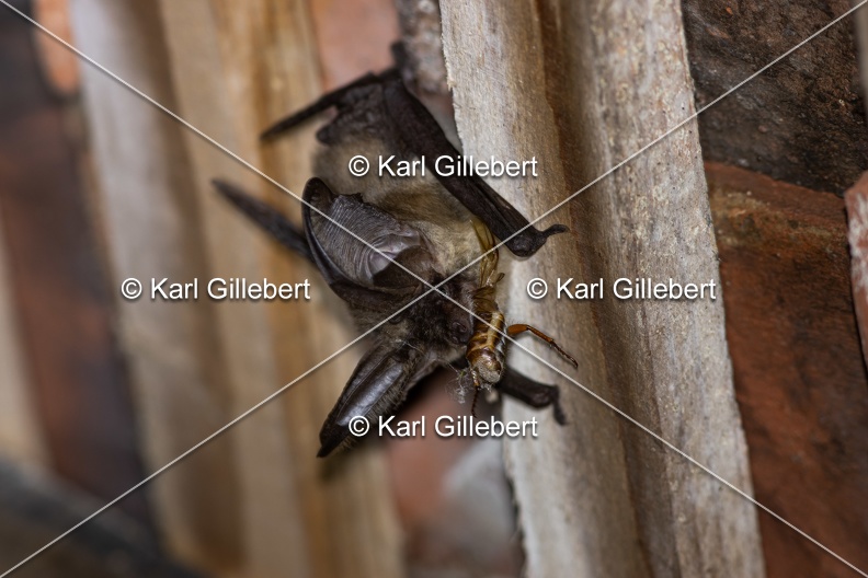 Karl-Gillebert-oreillard-gris-plecotus-austriacus-1030.jpg
