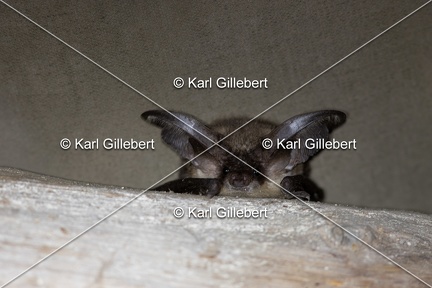 Karl-Gillebert-oreillard-gris-plecotus-austriacus-1038