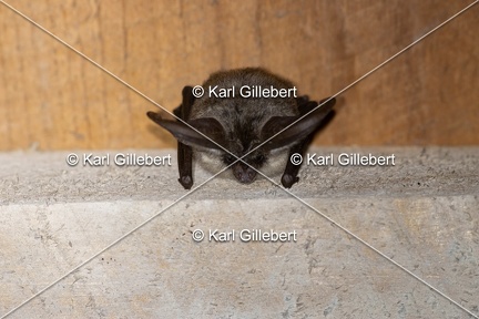 Karl-Gillebert-oreillard-gris-plecotus-austriacus-1045