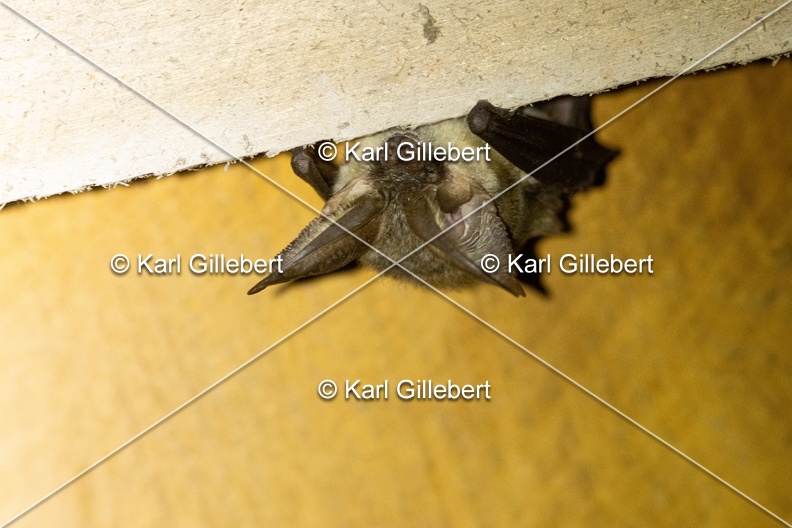 Karl-Gillebert-oreillard-gris-plecotus-austriacus-4976.jpg