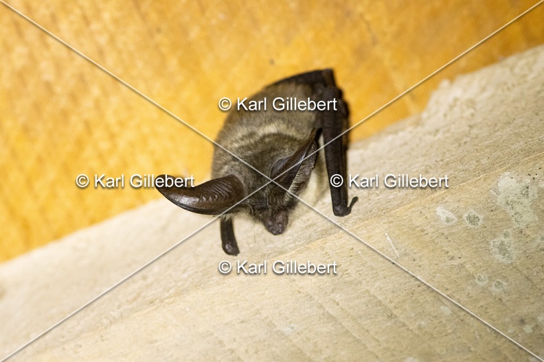 Karl-Gillebert-oreillard-gris-plecotus-austriacus-4980.jpg