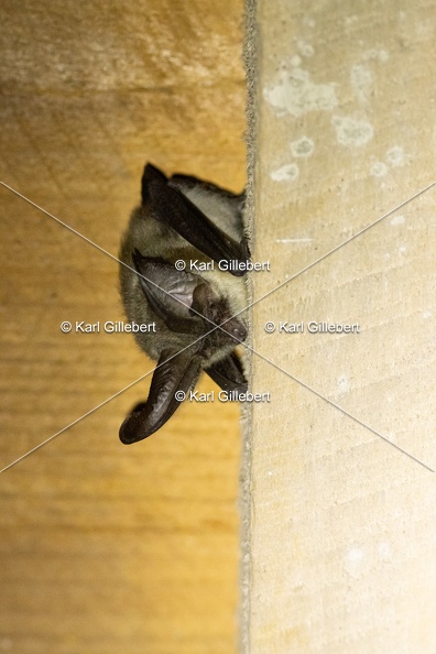 Karl-Gillebert-oreillard-gris-plecotus-austriacus-4984.jpg