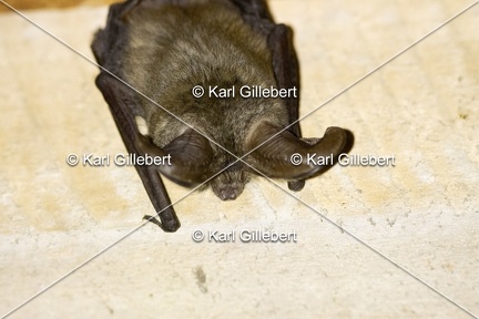 Karl-Gillebert-oreillard-gris-plecotus-austriacus-4989
