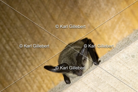 Karl-Gillebert-oreillard-gris-plecotus-austriacus-5009