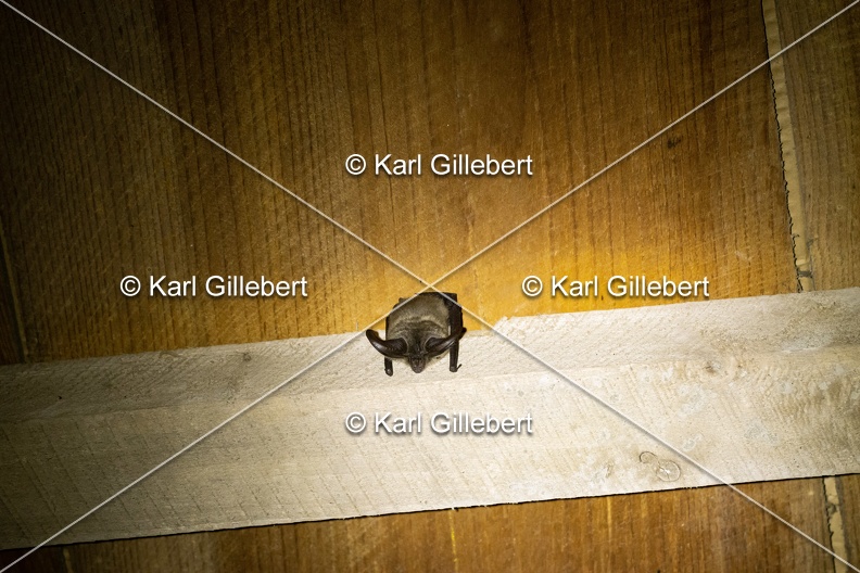 Karl-Gillebert-oreillard-gris-plecotus-austriacus-5019.jpg