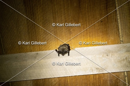 Karl-Gillebert-oreillard-gris-plecotus-austriacus-5019