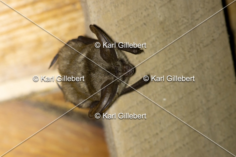 Karl-Gillebert-oreillard-gris-plecotus-austriacus-5285.jpg