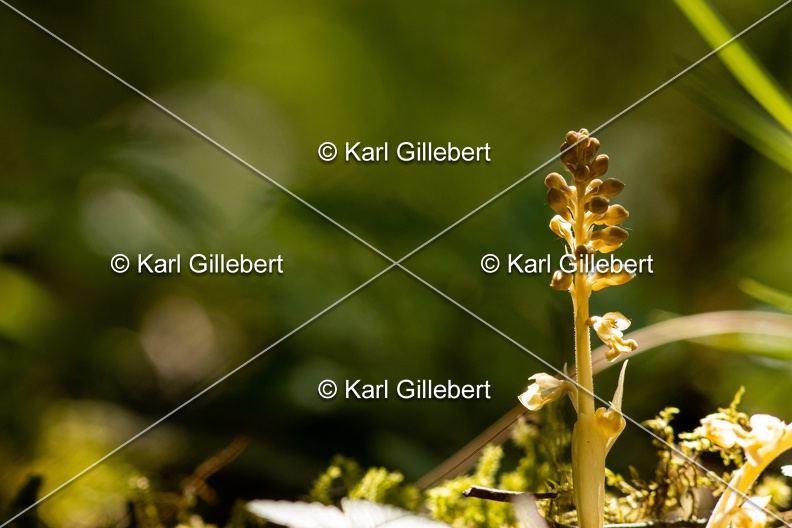 Karl-Gillebert-nid-d-oiseau-neottia-nidus-avis-3771.jpg