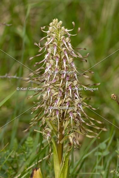 Karl-Gillebert-orchis-bouc-hHimantoglossum-hircinum-6081.jpg