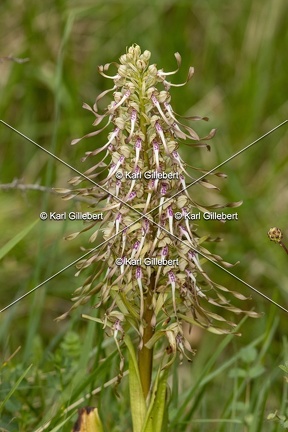 Karl-Gillebert-orchis-bouc-hHimantoglossum-hircinum-6081