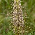 Karl-Gillebert-orchis-bouc-hHimantoglossum-hircinum-6081