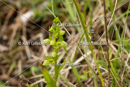 Karl-Gillebert-orchis-grenouille-dactylorhiza-viridis-3596