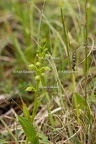 Karl-Gillebert-orchis-grenouille-dactylorhiza-viridis-3600